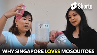 Why Singapore Loves Mosquitoes  #45