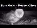 Fascinating Video Of Nesting Pair Of Barn Owls - Natures Mouse Annihilators - Mousetrap Monday