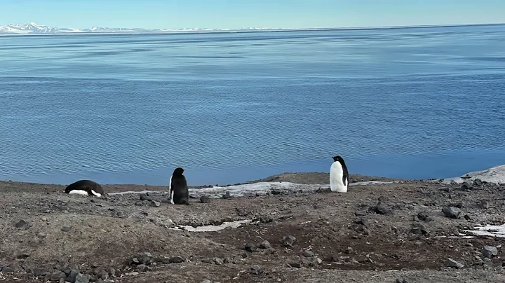 Penguin