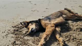 @saluki @AmazingDogsOfficial @masterlebanon1 daisy being told of for digging so funny