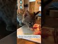 The little kitten, lost from its mother and crying loudly, was luckily heard by a girl.  #animals