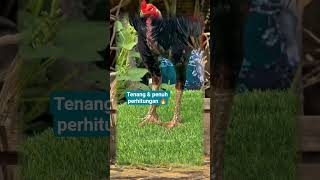 Download Lagu Kalm en berekenend #hobiayam #roosterfarm #qualitychicken #aseelmurga #gachoivietnam MP3