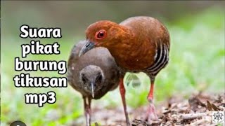 Suara burung tikusan merah gacor ampuh buat pikat pasti nyaut