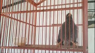 JALAK KEBO GACOR MASTERAN HANDAL ISIAN MURAI BATU CUCAK IJO