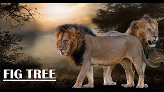 Lions Fig Tree Kaka & Maridadi 2012 - 2022