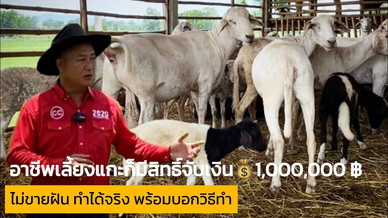 อาชีพเลี้ยงแกะก็มีสิทธิ์จับเงิน 1,000,000 บาท ไม่ขายฝัน ทำได้จริง พร้อมบอกวิธีทำ @ชุมชนคนเลี้ยงแกะ