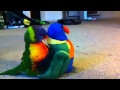Marley the rainbow lorikeet and his new toy (love at first sight)