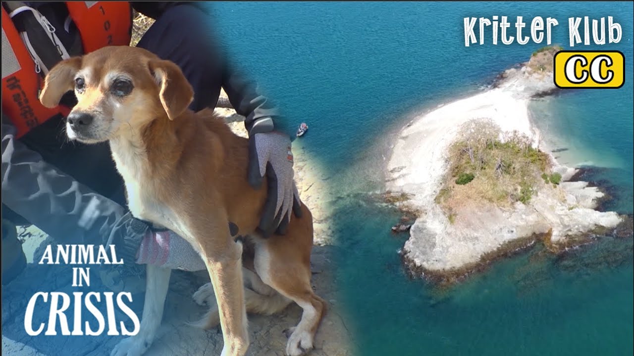 Who Abandoned A Dog On A Deserted Island? l Animal in Crisis Ep 352 ...