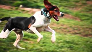 Все породы собак.Древесная Енотовая Гончая Уолкера (Treeing Walker Coonhound) Все породы собак.Древесная Енотовая Гончая Уолкера (Treeing Walker Coonhound)