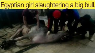 EGYPTIAN GIRL SLAUGHTERING A COW