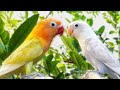 Lovebird Chirping Sounds - Young Lovebird - Yellow Pastel & White Blue Pastel