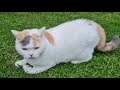 Snowcastle cats vlog 15th august 2021 british shorthair cats