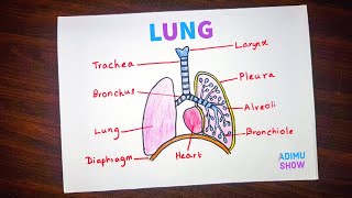 How to draw and label a lung | step by step tutorial