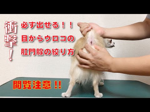 ［KENNEL CHANNEL］閲覧注意！プロが教える必ず出せる肛門腺の絞り方。