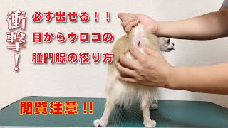 ［KENNEL CHANNEL］閲覧注意！プロが教える必ず出せる肛門腺の絞り方。