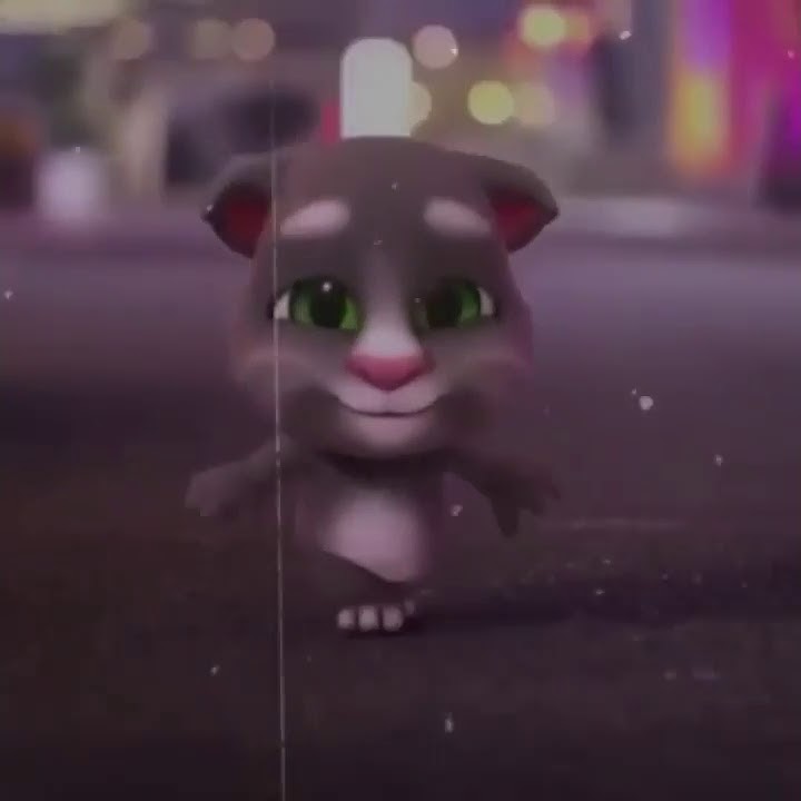 Story wa kucing goyang