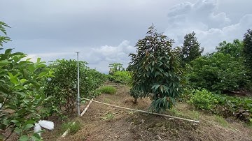 295: Sai lầm hay mắc phải khi mới trồng Sầu Riêng| Vấn đề Mô/Gốc - Kỹ sư Thái - 0986 550 899