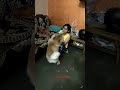 My cute Shadow beta