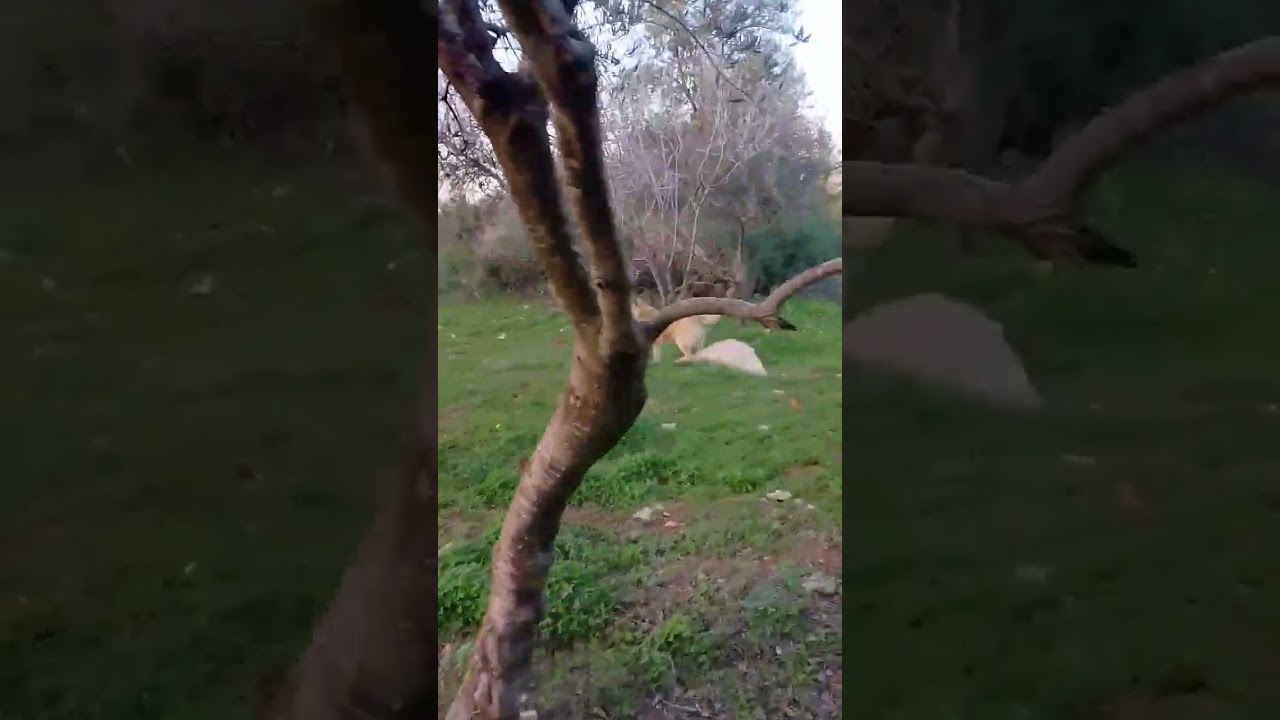 رحلة في جبال السلط في أحضان الطبيعة الخلابة لقطف نبات ( الهليون ) أو ما يسمى بالجرابيع أو الشعيط .