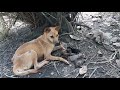 Rescuing the mother dog who has just given birth to the year of a puppy, homeless and starving
