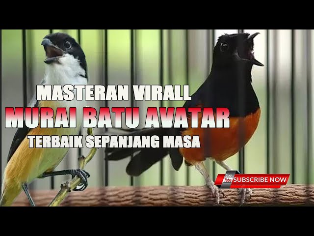 MASTERAN PALING DI CARI Sang GURU MURAI BATU AVATAR !!! class=