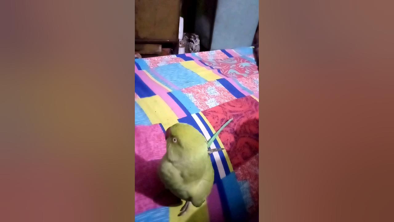 Hamare Sath Kheloge YouTube hamare-sath-kheloge-youtube