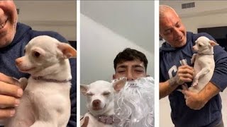Niki Chihuahua Funny Moments/ Ranking niki chihuahua funny Moments/angry chihuahua funny Moments