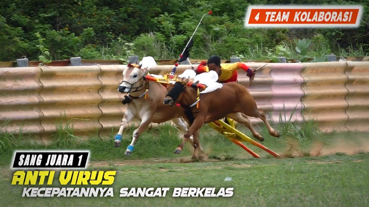 Kecepatan Sapi Kerap SANG JAWARA se Madura 2025 di lapangan Priok Ketapang