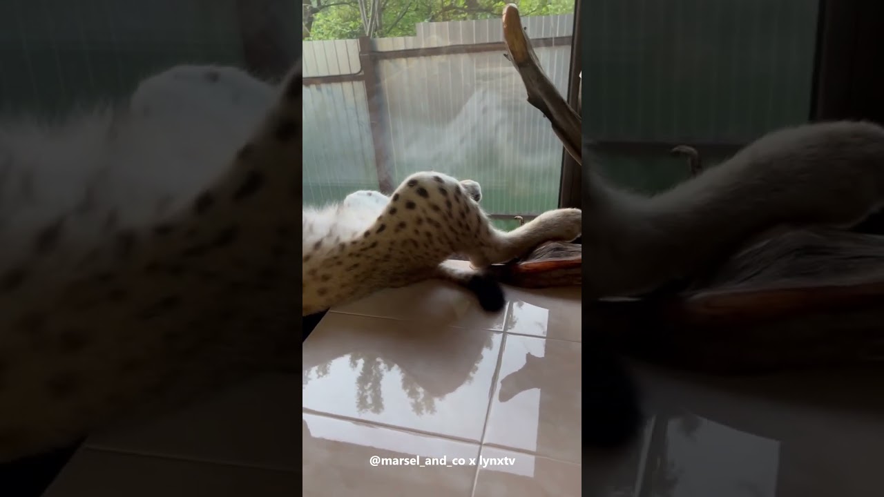 Lynx Marusya is a Lazy Girl 