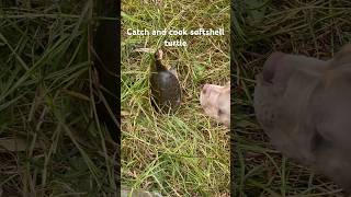 Catch and cook this soft shell turtle with me! #shorts #youtubeshorts #subscribe #shortvideo