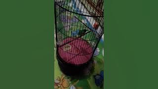 Kinoi rasa kapas tembak