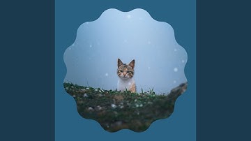 Dream Like Backdrops for Nocturnal Cats