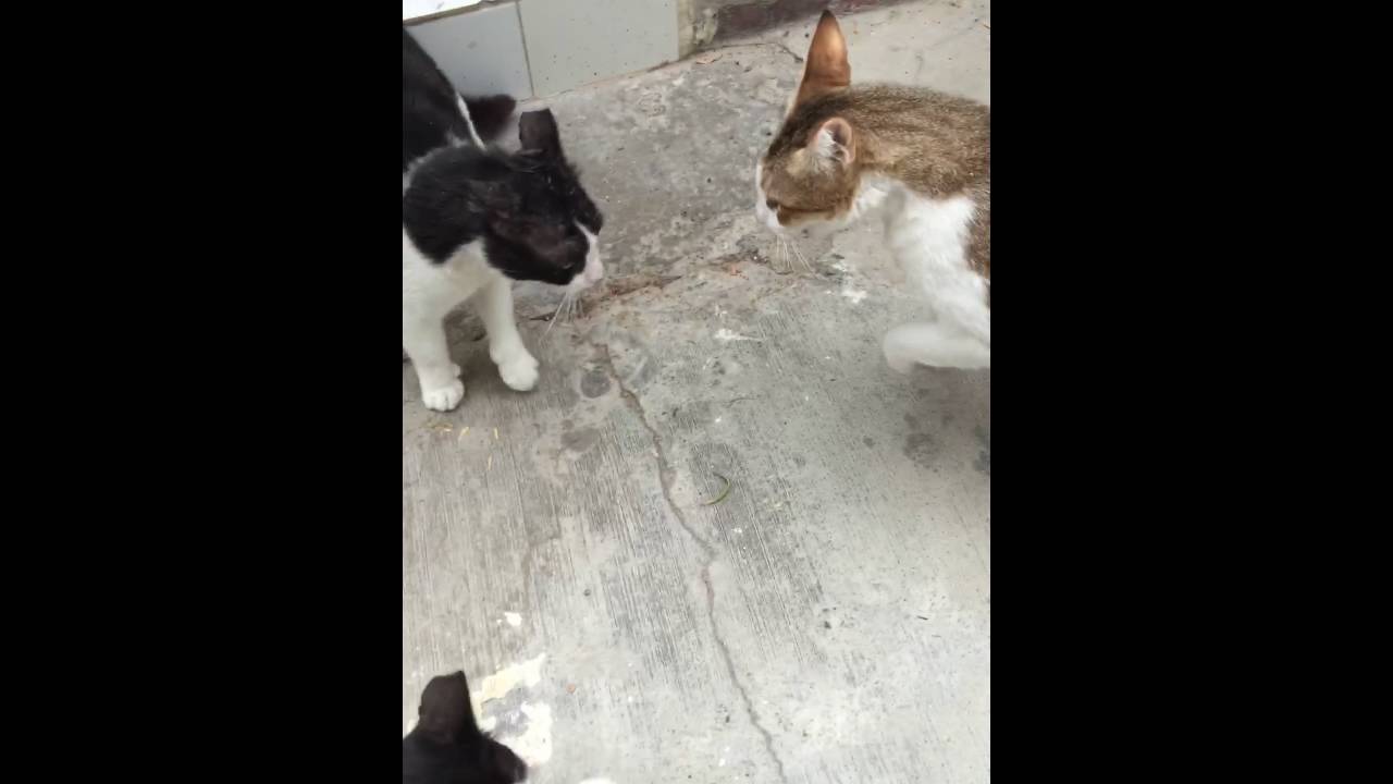 けんかはやめて 猫同士でメンチ切ってます 犬 猫との幸せな暮らしのためのペット情報サイト Sippo
