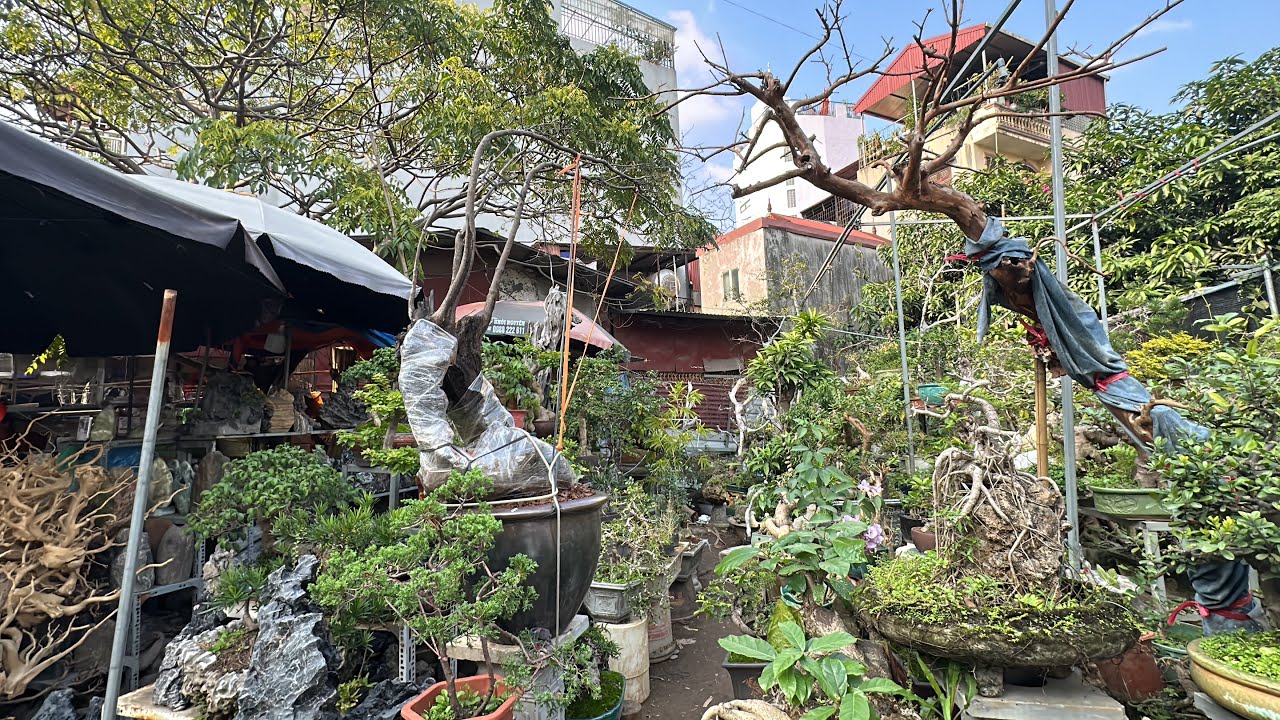 MUỘI HỒNG ĐANG SỐT NHẤT THỊ TRƯỜNG BONSAI, CÂY CẢNH - ĐỒ CÁC CỤ BIẾT ĐÂY LÀ CÂY GÌ?