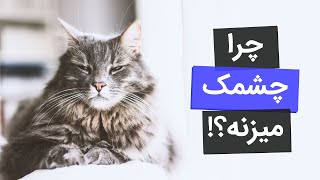 معنی صداها و حرکات گربه ها چیه؟ زبان گربه ای یاد بگیرید!
