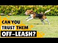 Should you let your Beagle Off Leash?