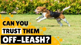 Should you let your Beagle Off Leash?