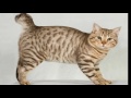 Top 10 Reasons to Choose an American Bobtail Cat For Your Pet の動画、YouTube動画。