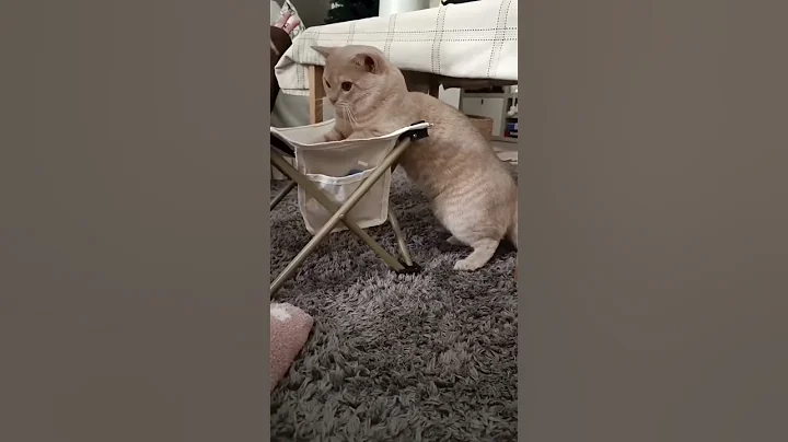 Video 11753711: british shorthair cat kitten, cute british shorthair kitten, shorthair funnycat