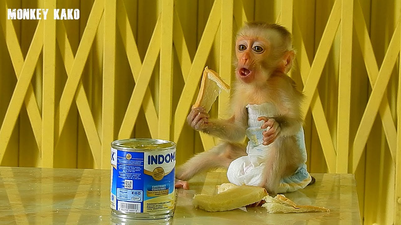 Tiny Monkey, Cute Baby Monkey Nina Eating Bread Mixed Milk
