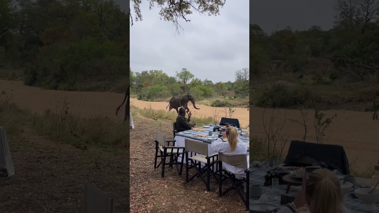 A special visitor joined our bush breakfast at Serondella! 🐘  