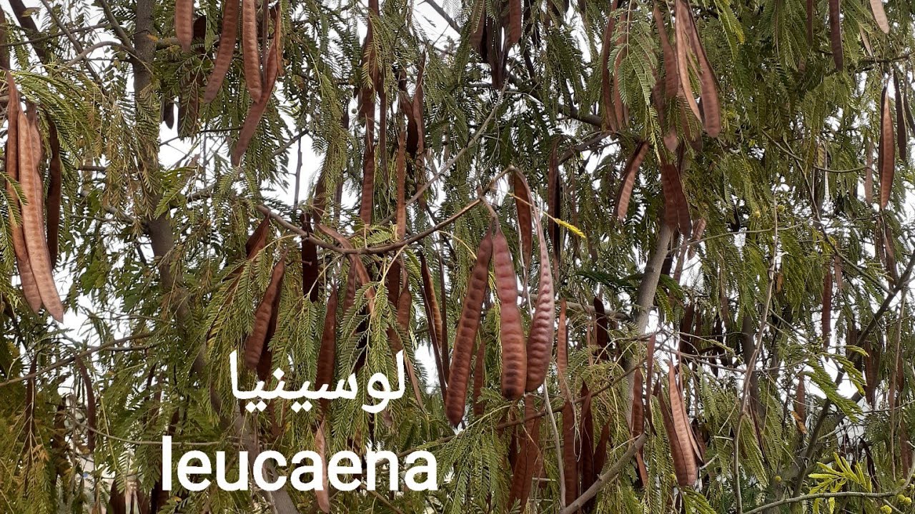 كيف تزرع شجرة اللوسينيا من البذور ، Growing leucaena from seeds