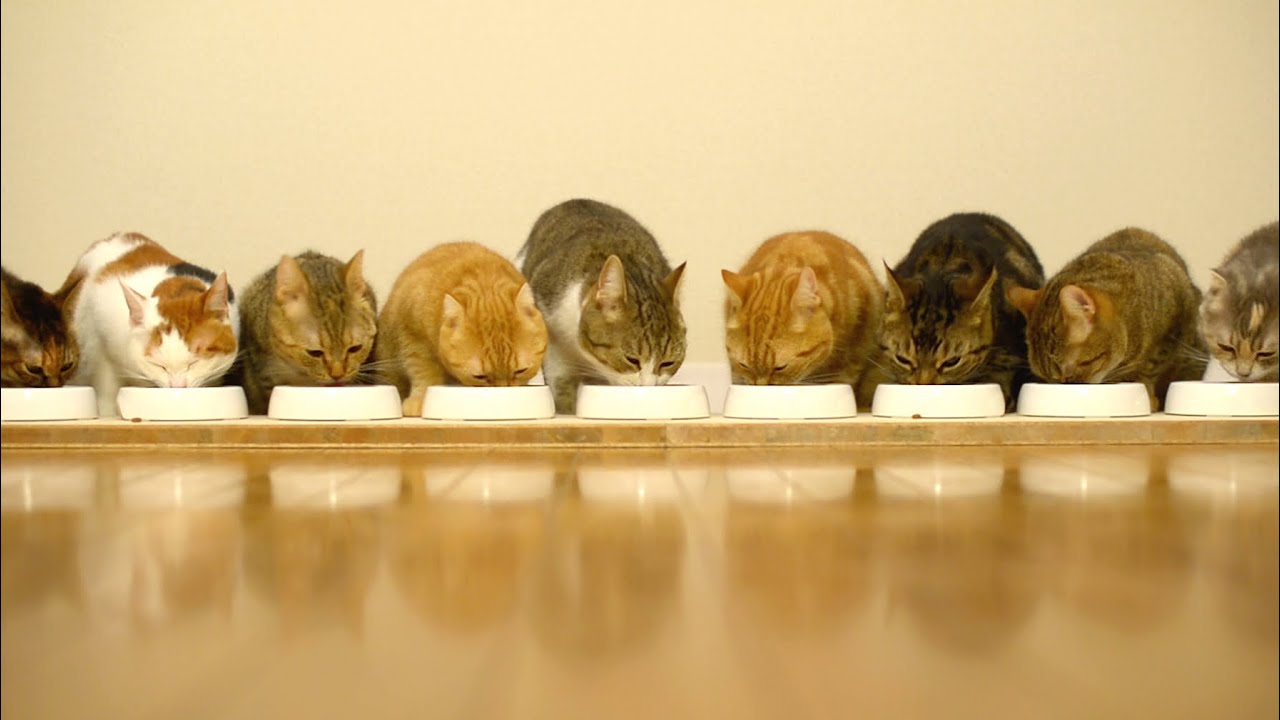 cute cats for sale 並んで食べる9匹の猫 9 cats to eat side by side