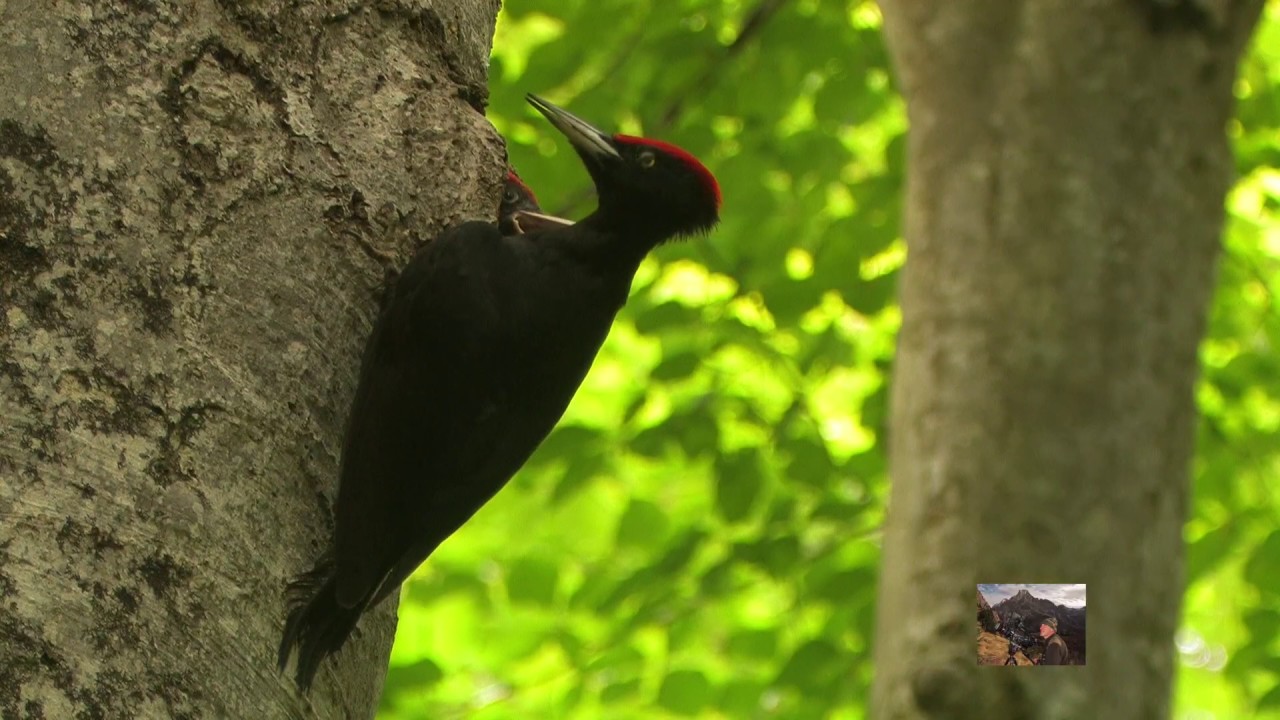 il Picchio nero  (Dryocopus martius)