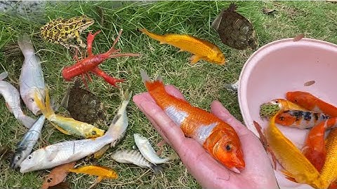 Vui học cùng bé-Giải cứu chú tôm,rùa,cua,ếch,cá vàng,cá mập biển… dưới chân chú trâu 🐃