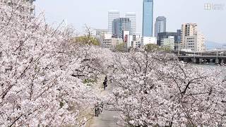 大阪市内の桜　見ごろを迎えた毛馬桜之宮公園の桜