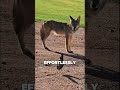 Wile E. Coyote in Real Life #shortsviral