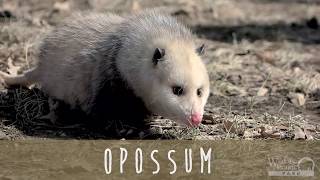 Animal Fact Friday at Wildlife Prairie Park Opossums