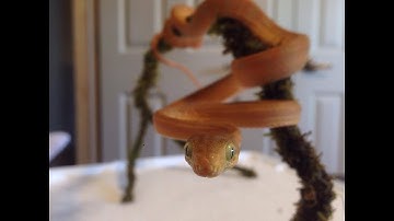 Juvenile Amazon Tree Boa - Time Lapse Feeding