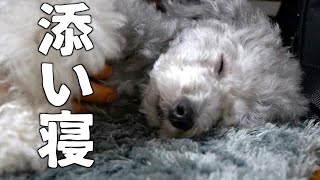 🐶うちの犬と添い寝しませんか？【トイプードルのグリィ】【犬】【dog】【toy poodle】
